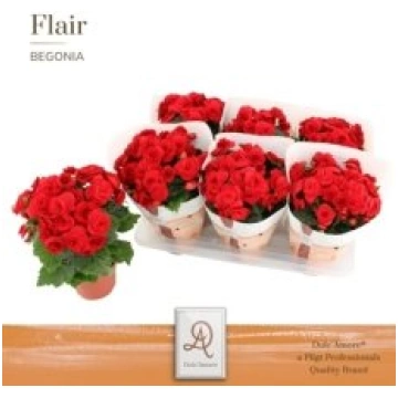 Telpaugi Begonia (Elatior) double flowe(begonija)