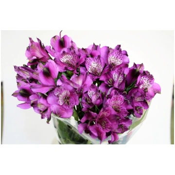 Alsromerija violeta - Griezto ziedu piegāde, Dauga