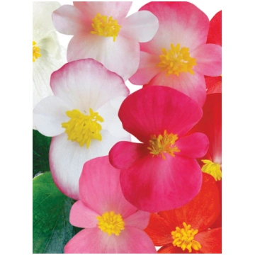 Begonia semperflorens Ambassador Mix | A.M. ozoli