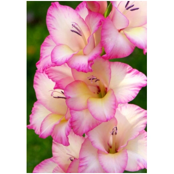 Gladiolas sīpols PRISCILLA, 14 +, 1 GB