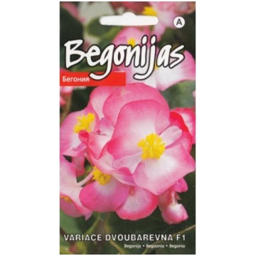 Begonijas - leduspuķes Variace Dvoubarevna F1 15 s