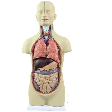 LCKDY Orgelmodell Anatomisches Modell des menschli