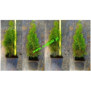 thuja 1 5m Thuja | Green Giant Arborvitae