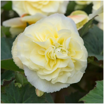 BEGONIA SWEETSPICE Yellow