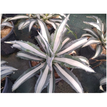 Agave americana Mediopicta Donnadipiante - Vendita