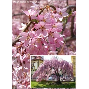 Nokarenā sakura Prunus pendula 'Beni-shidare&