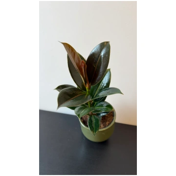 Ficus elastica Melany augi-plants