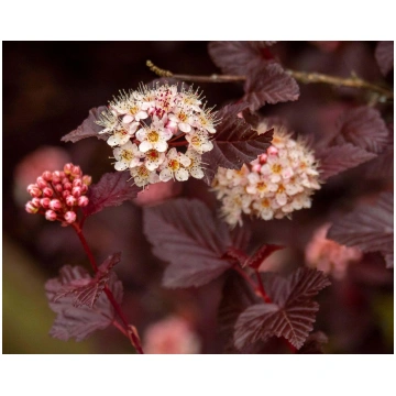 Physocarpus opulifolius 'LADY IN RED' Ir