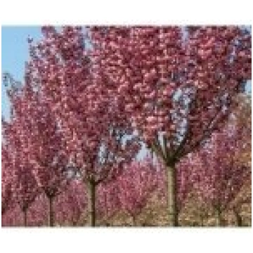 Sakura "Royal Burgundy"