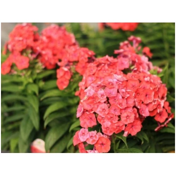 Skarainais floksis - Phlox paniculata “Flame coral