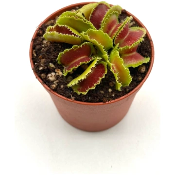 Dionaea Muscipula "Kim Jong-Il" Caput Mundi Labs