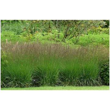 Molinia caerulea 'Edith Dudszus' (Zilgan