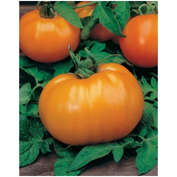 Tomāti Orange Queen 25 sēklas, Tomāti , Dārzeņu sē