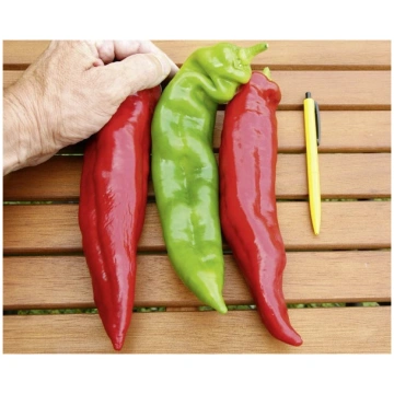 Paprika Estilo F1 5 sēklas Darzinam.lv