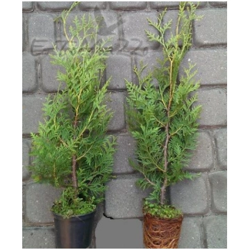 Tuje Brabant Thuja Brabant 20-30cm 1-2L Topf 45 EU