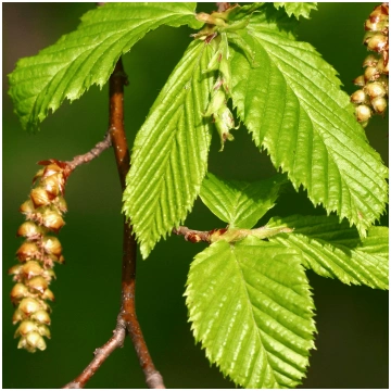 Carpinus betulus (Parastais skābardis), konteiners