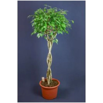 Fikuss 180cm (Ficus Benjam Stam)