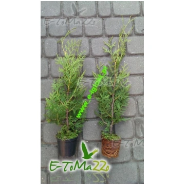 Thuja Brabant 25 cm Napf - Expressversand tujas-dz