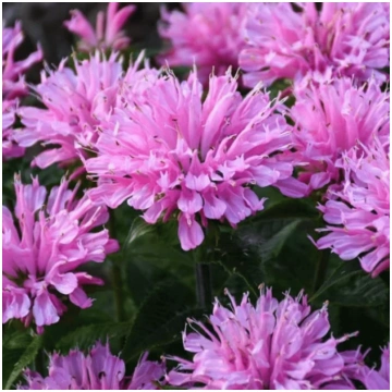 Monarda "Pink Frosting" /Monarda/ - C1 kont