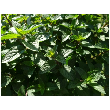 Mentha piperita Chocolate Mint | A.M. ozoli
