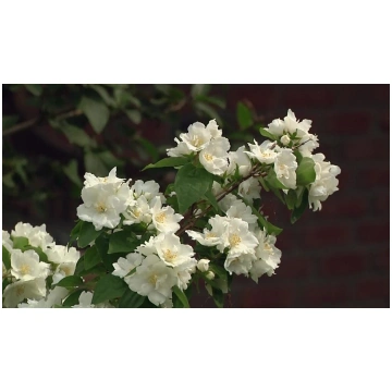 Jasmīns Philadelphus "Dame Blanche"