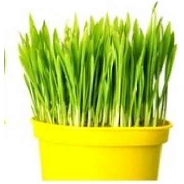 Kaķu zāle (Auzas ) 10g