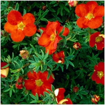 Klinšrozīte "Red Ace"
