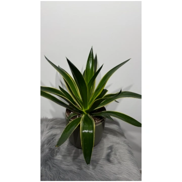 Agave Americana Desmentia variegata www.augi-plant