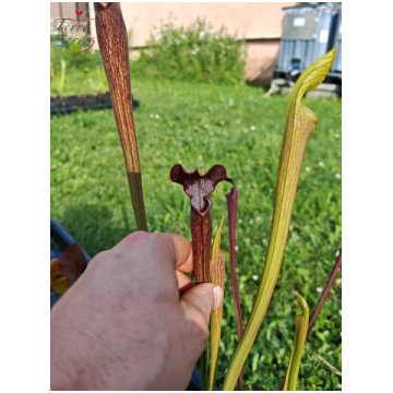 SAN02 Sarracenia alata var. nigropurpurea - Black