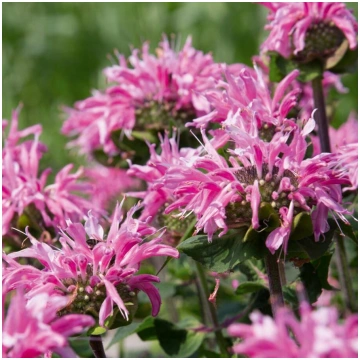 Monarda didyma Melua Pink Monarda Dvīņziedu Stādau