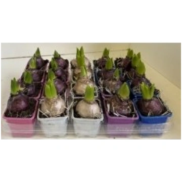 Telpaugi Hyacinthus or. mix(hiacinte)