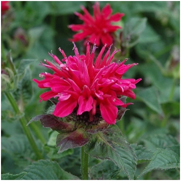 MONARDA Fireball
