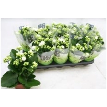 Telpaugi Kalanchoe double blossfeldiana(Kalanhoja)