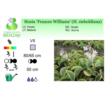Hosta 'Frances Williams', Hosta ZS Bērzi