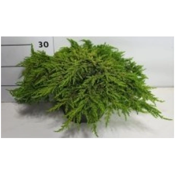 Stādi Juniperus communis(Kadiķis)