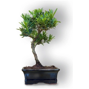 Budas priedes bonsai, Ref. 8105