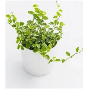 FICUS PUMILA Italian Cresties Shop