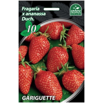 10 gab. Gariguette Frigo Zemeņu stādi