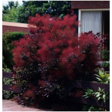 Parastais parūkkoks "Royal Purple" 200-250 cm