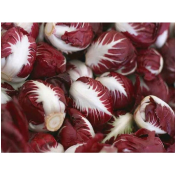 Cigoriņu salāti (Radicchio) Palla Rosso 5 grami