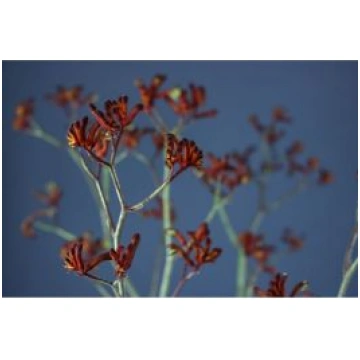 Anigozanthus Bush Ruby