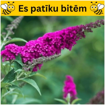 Budleja, Dāvida ,, Royal Red,,/Buddleja davidii/- 