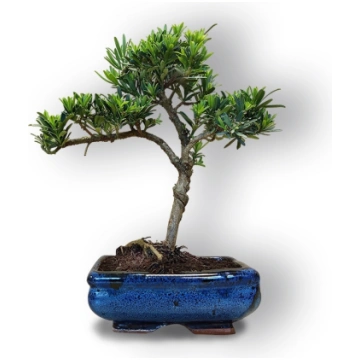 Buddhist pine bonsai, Ref. 8104