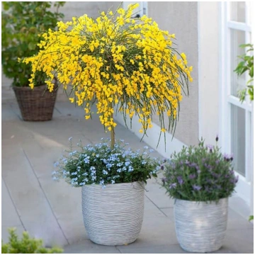Cytisus scoparius/ bonsai koku sēklas 0,2g