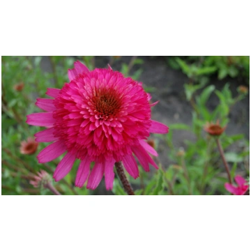 Echinacea purpurea Southern Belle- ehinācija