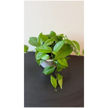Ficus Sagittata augi-plants