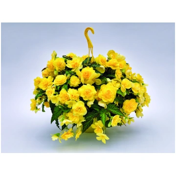 Begonia tuberhybrida Nonstop Joy Yellow | A.M. ozo