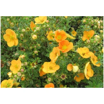 Potentilla fruticosa 'Annette' (Parastā 