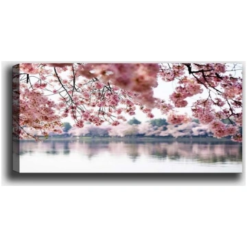 Reprodukcija Sakuras