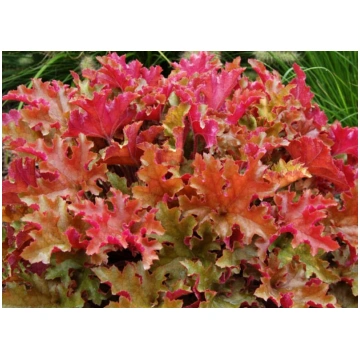 Heuchera ‘Marmalade’ (Heihēra), konteiners P11